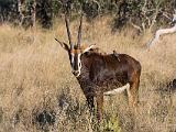 Africa 023